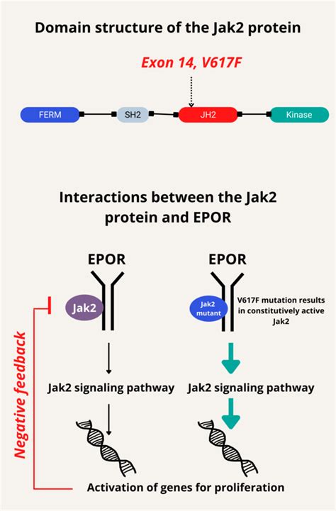 JAK2 V617F Mutation Analysis .